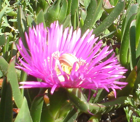 Carpobrotus cfr. acinaciformis